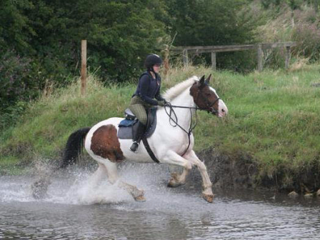 Equestrian Training 